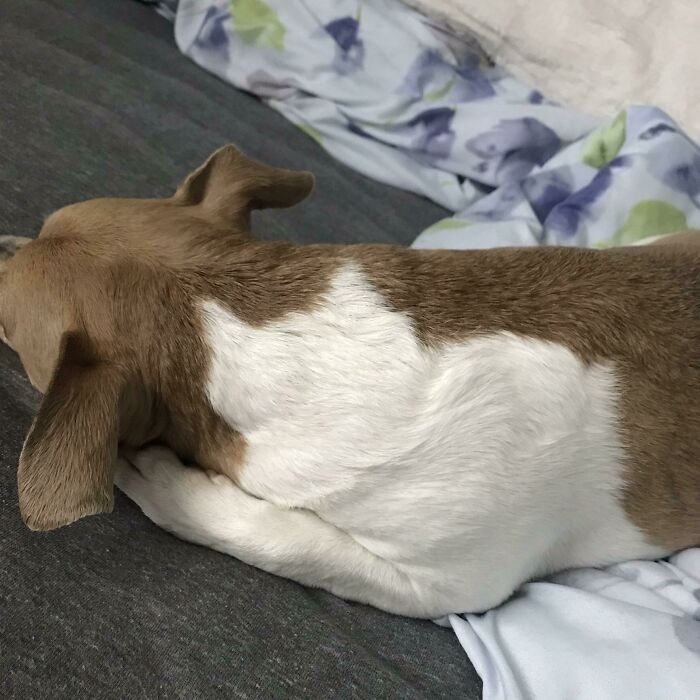 Dog with fur pattern resembling a cat shape lying on a couch