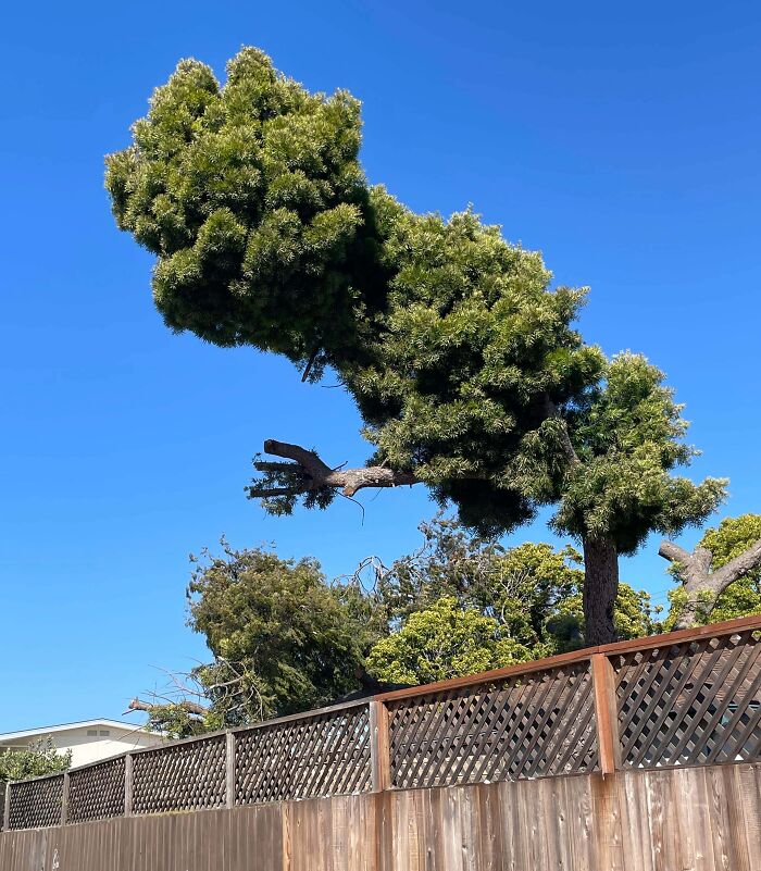 Tree trimmed to look like a dinosaur demonstrating pareidolia