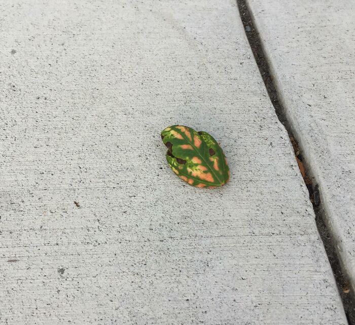 Colorful leaf on pavement resembling a face with pareidolia