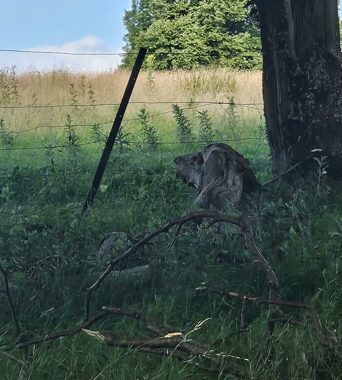 Tree stump looks like a dog lying on grass due to pareidolia