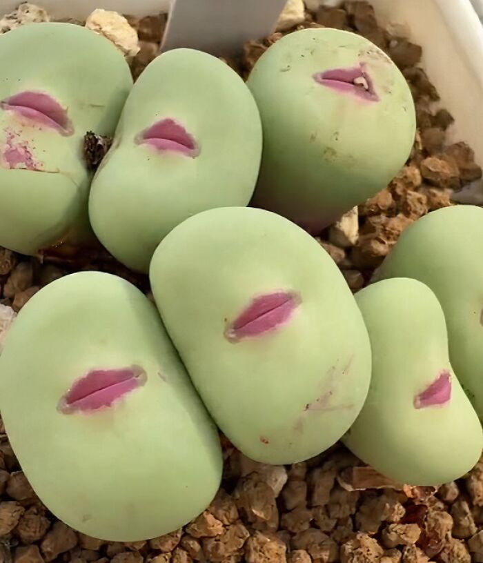 Succulent leaves showing pareidolia with shapes like lips on green surfaces