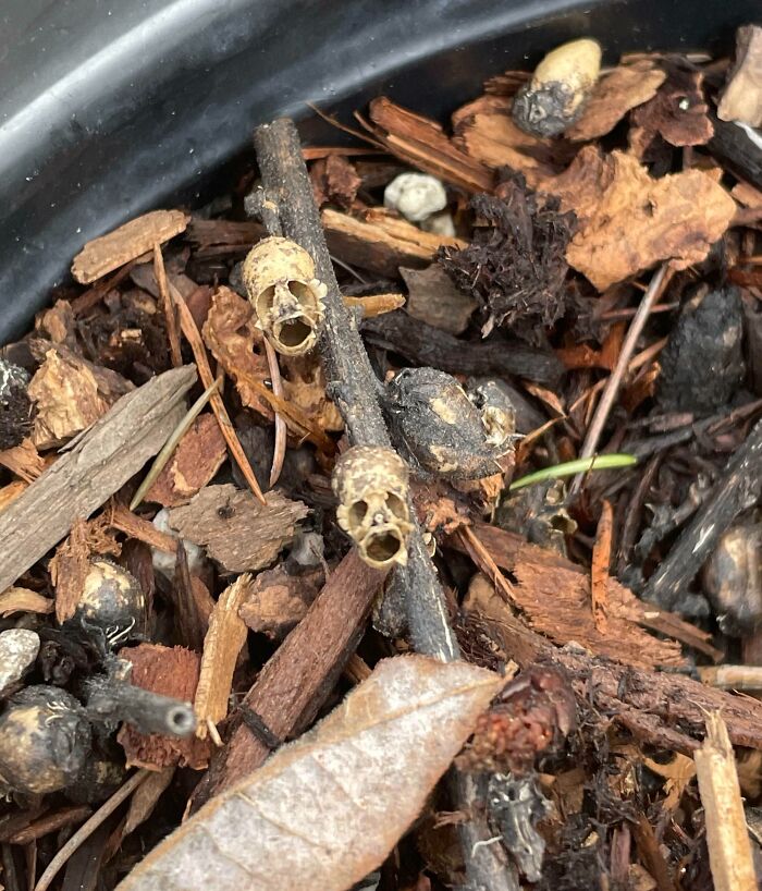 Pareidolia of tiny natural objects resembling screaming faces in plant debris