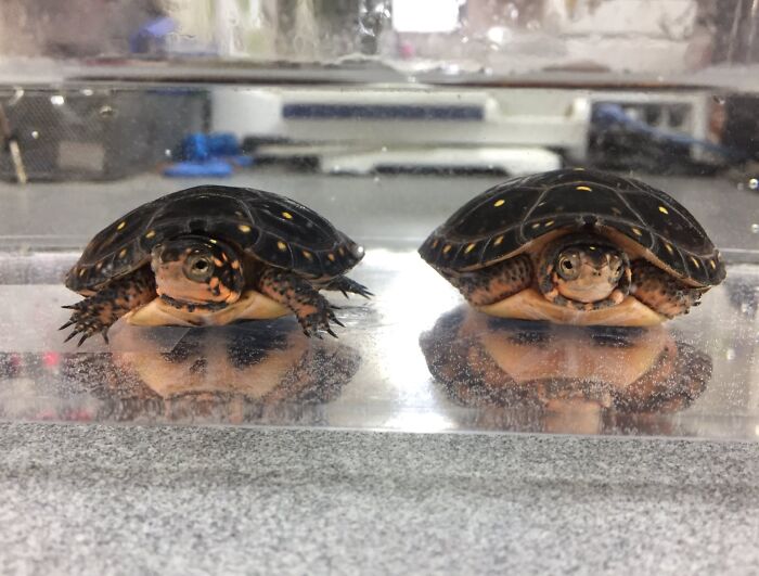 Two turtles reflected in water showing symmetrical faces and shells