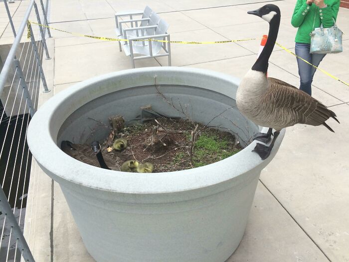Goose and goslings nesting in large planter on campus patio area