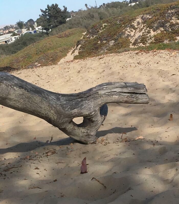 Tree branch on sand resembles an animal head with an eye hole