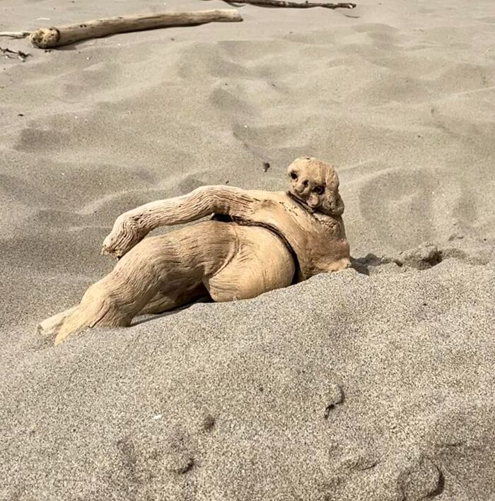 Pareidolia in driftwood looks like a reclining person on sandy beach