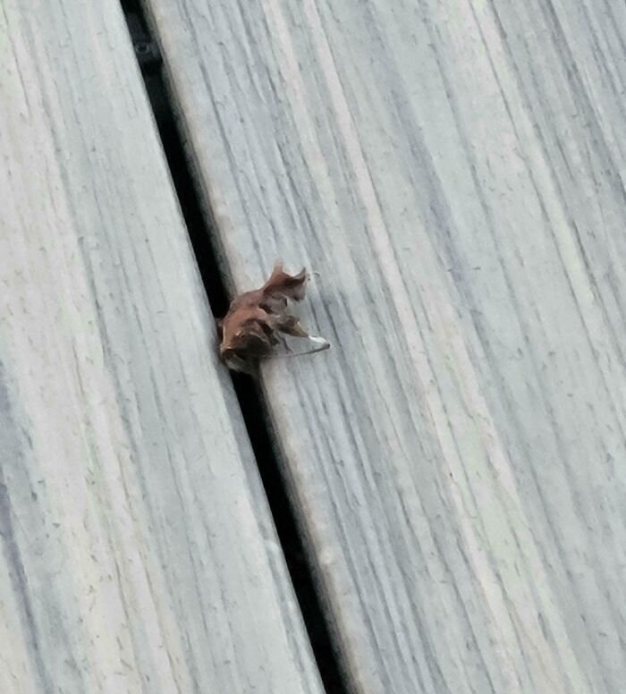 Small object on deck resembling a tiny animal from pareidolia