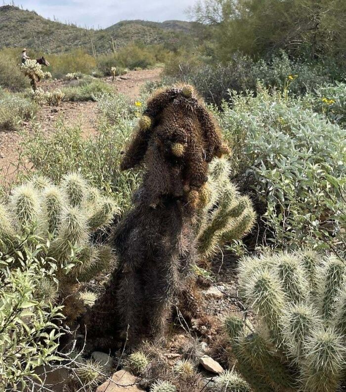 Pareidolia appearing as a dog-shaped cactus in desert landscape