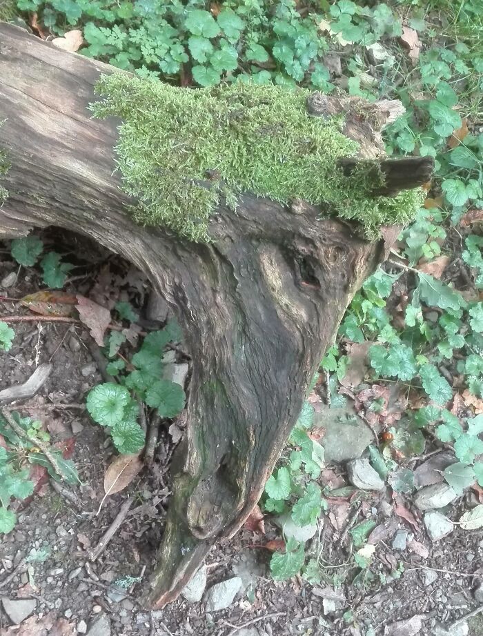 Mossy tree stump shaped like a horse head highlighting pareidolia