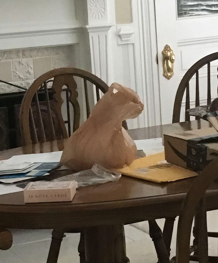 Plastic bag on table shaped like a cat head showing pareidolia