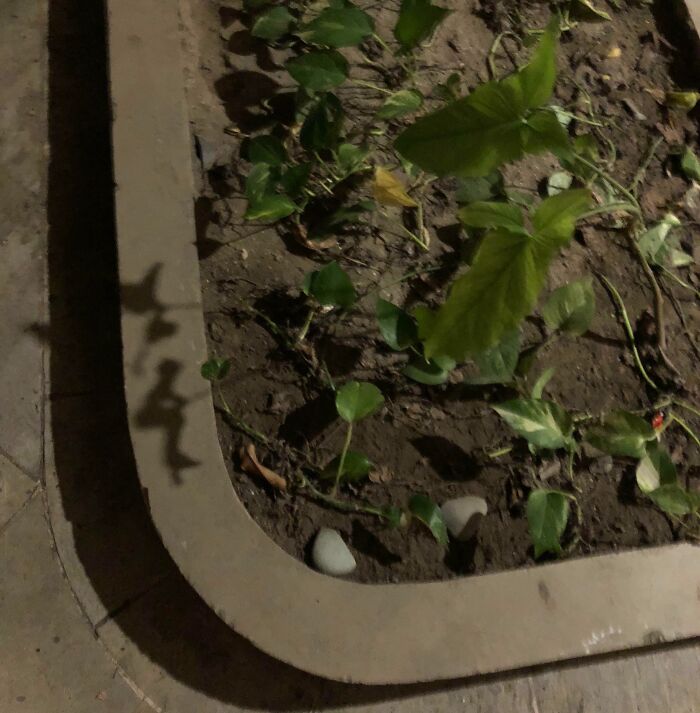 Shadow on garden bed resembling a dancing figure showing pareidolia effect