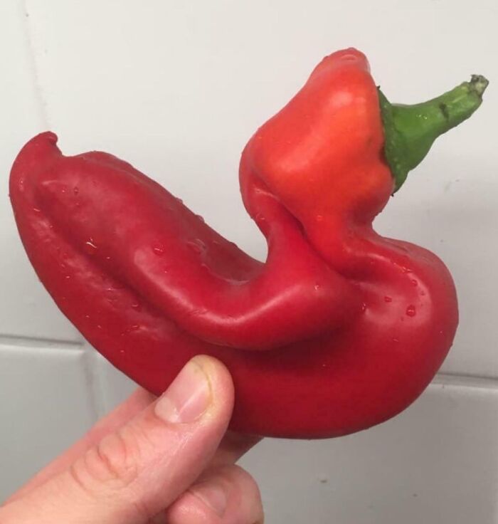 Red pepper shaped like a stretching human figure