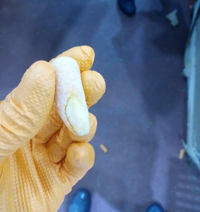 Gloved hand holding mushroom resembling a finger as pareidolia