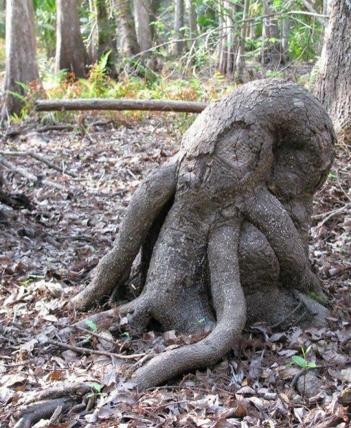 Tree root forming pareidolia shape resembling a creature with tentacles