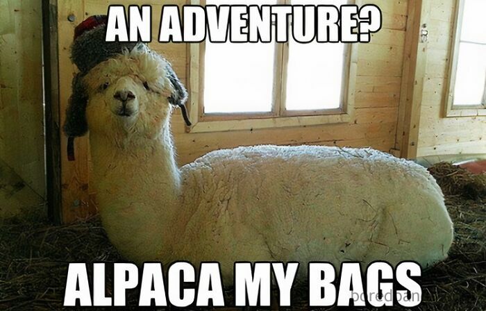 A fluffy alpaca wearing a trapper hat with the travel memes text, AN ADVENTURE? ALPACA MY BAGS.