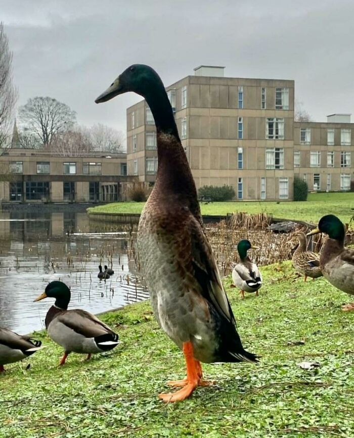 Mallard ducks near university pond with modern buildings on campus
