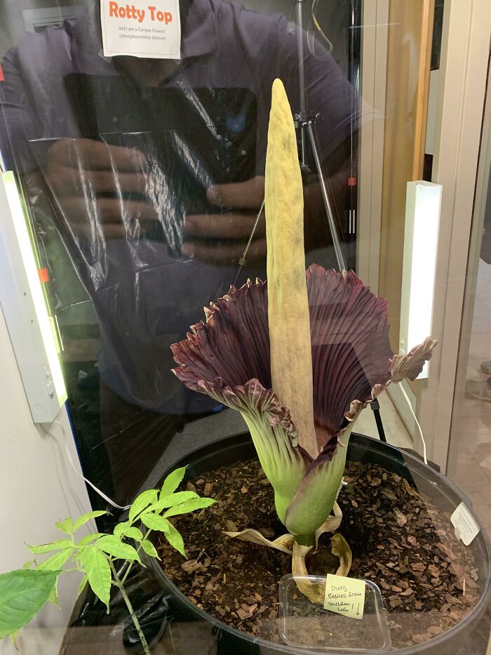 University botanical exhibit featuring rare corpse flower bloom