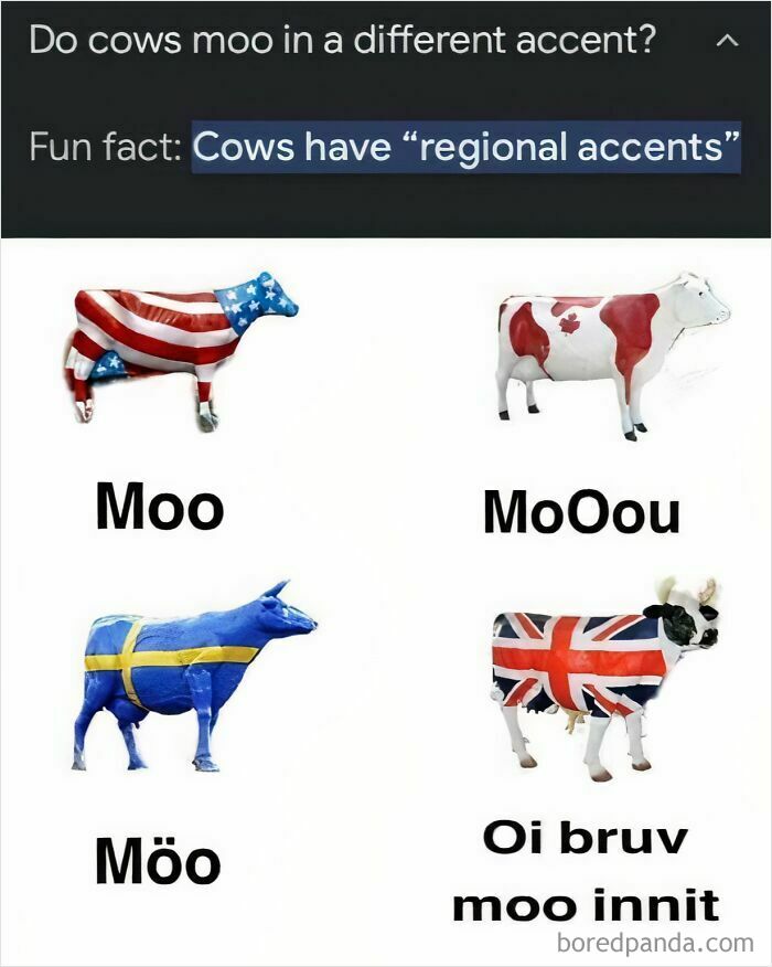 British memes about cows with regional accents, including a Union Jack cow saying, "Oi bruv moo innit." Enjoy!
