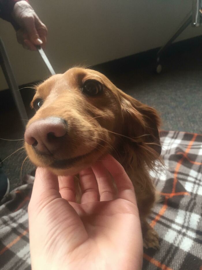 Hand petting therapy dog with brown fur indoors on a plaid blanket