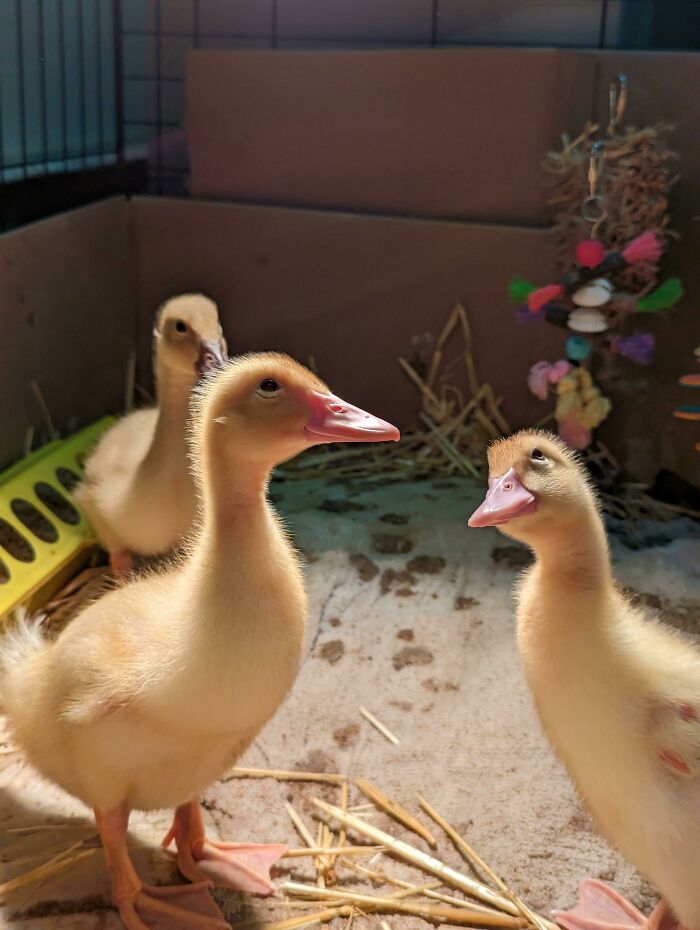Three ducklings standing inside enclosure with hay and toys