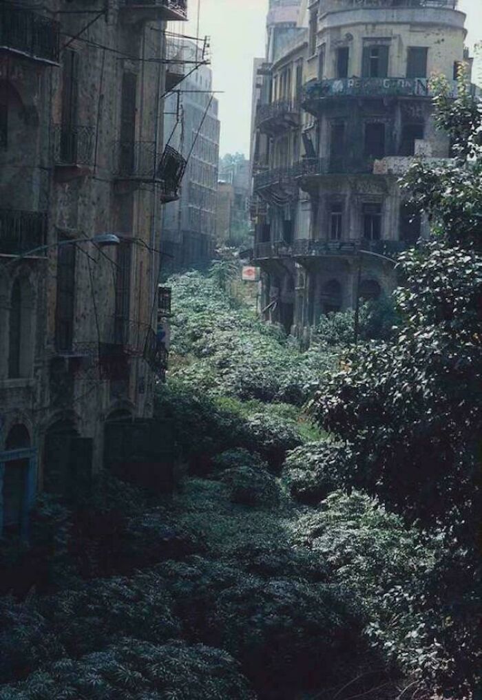 Overgrown urban hell street with abandoned buildings covered in greenery