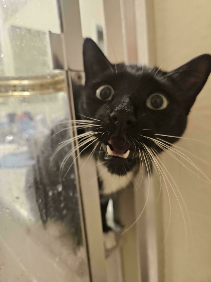 Black and white cat meowing near a window