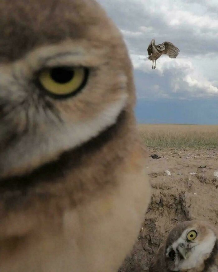 A close-up of an owl with another owl flying in the background, making for interesting and uplifting posts.