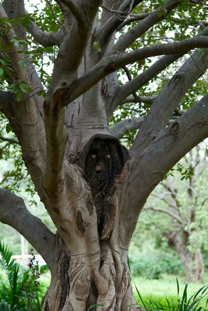 Tree with a hollow in the trunk resembling a face with eyes in nature