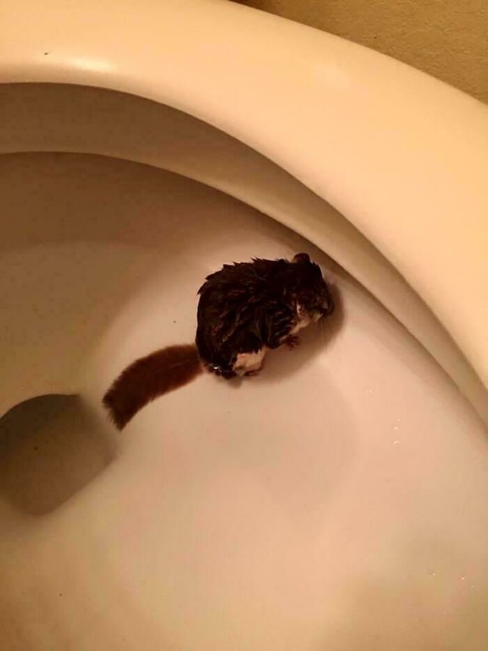 Wet small rodent sitting in a toilet bowl