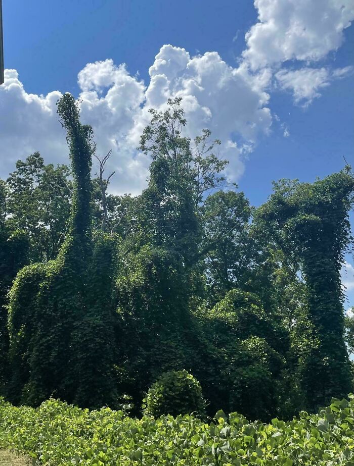 Trees covered in dense green ivy resembling tall figures under cloudy sky