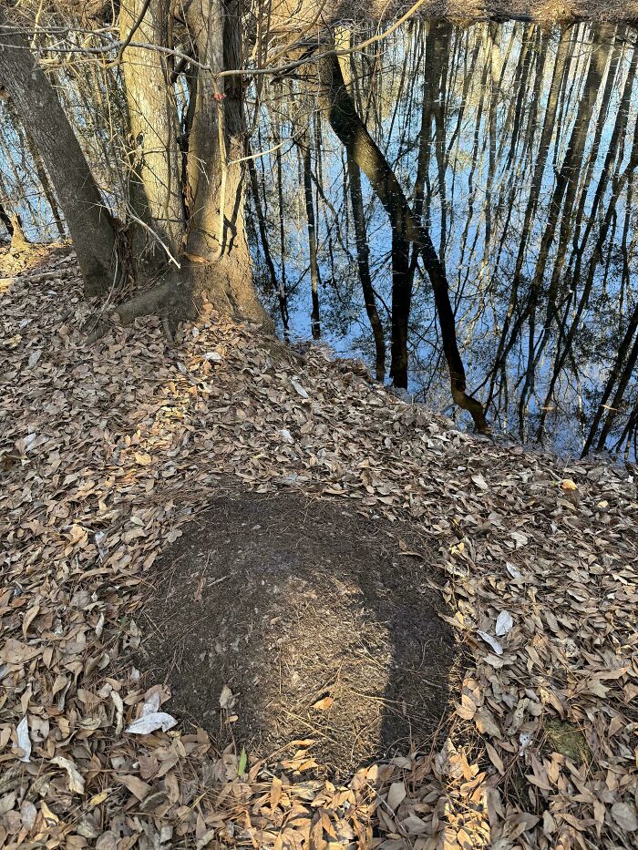 Sunlight creating circular shadow on ground near leaf-covered riverbank
