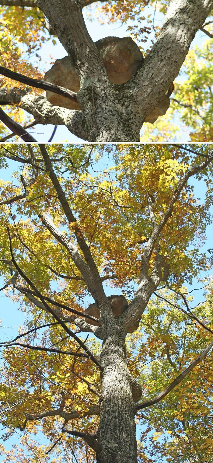 Unusual tree with large flat mushroom or fungus growing in fork of branches