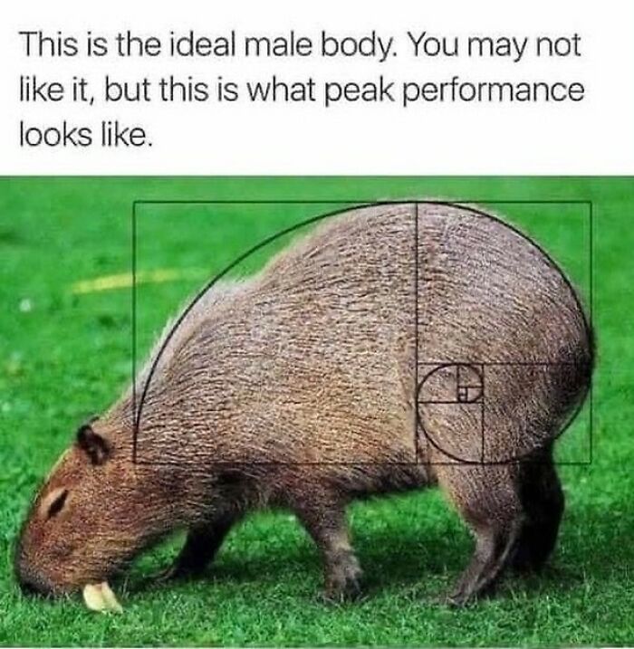 40 Funny And Wholesome Capybara Memes That Perfectly Capture The Internet’s Obsession With These Chill Animals