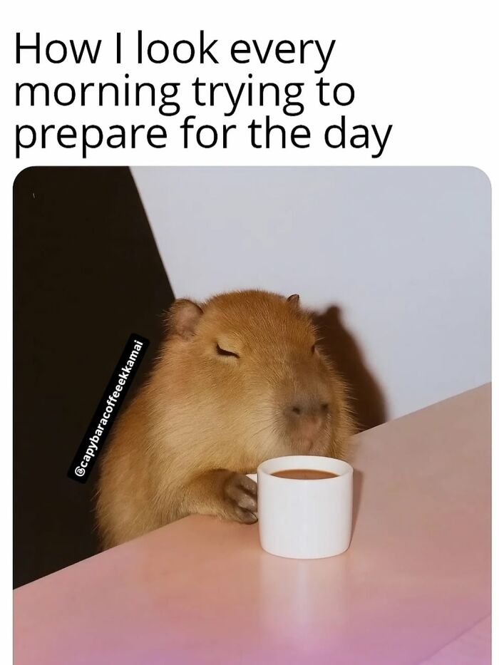 40 Funny And Wholesome Capybara Memes That Perfectly Capture The Internet’s Obsession With These Chill Animals