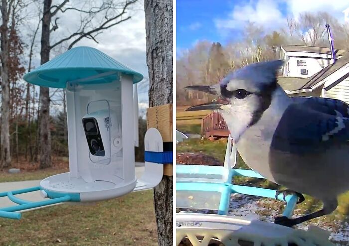 A bird feeder camera system is a perfect last minute Mother's Day gift, capturing a blue jay up close.