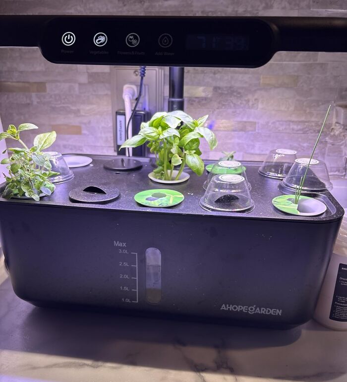 An indoor herb garden, a thoughtful last minute Mother's Day gift, cultivating fresh basil and other greens.