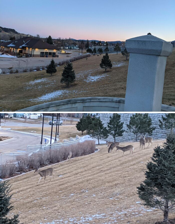 Deer grazing on a snowy hill near a school campus and buildings at dusk
