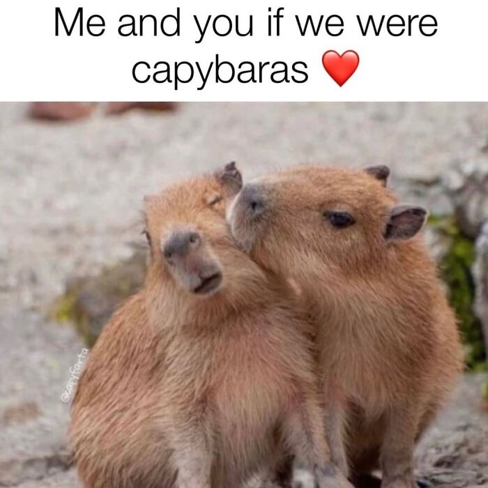 40 Funny And Wholesome Capybara Memes That Perfectly Capture The Internet’s Obsession With These Chill Animals