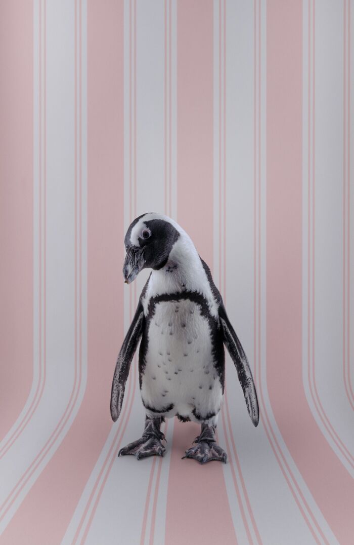 A striking bird portrait of a penguin with black and white feathers standing against a pink and white striped background.