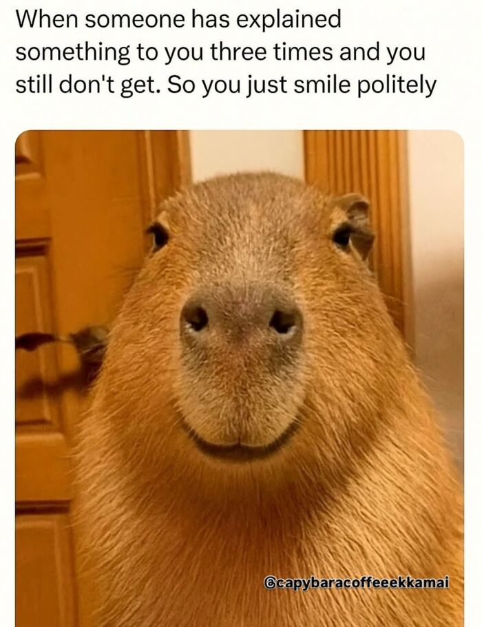 40 Funny And Wholesome Capybara Memes That Perfectly Capture The Internet’s Obsession With These Chill Animals