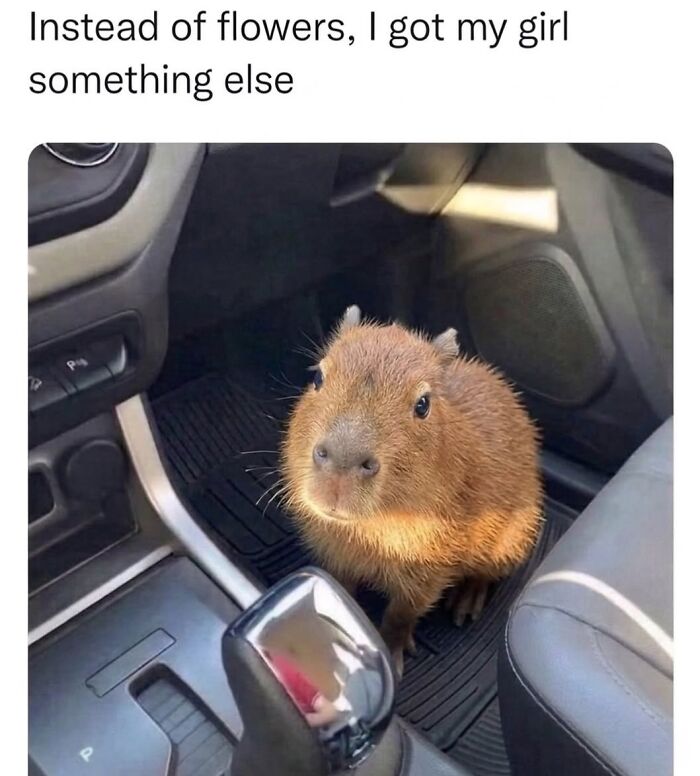 40 Funny And Wholesome Capybara Memes That Perfectly Capture The Internet’s Obsession With These Chill Animals