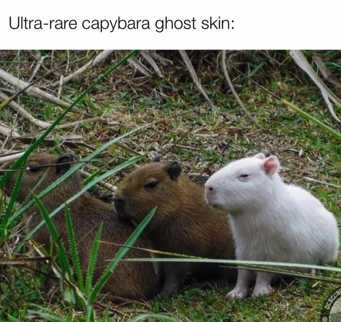 40 Funny And Wholesome Capybara Memes That Perfectly Capture The Internet’s Obsession With These Chill Animals