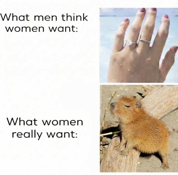 40 Funny And Wholesome Capybara Memes That Perfectly Capture The Internet’s Obsession With These Chill Animals