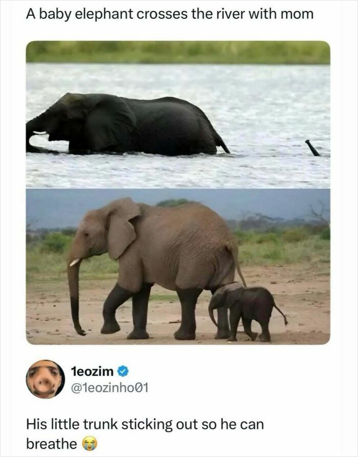 Baby elephant crossing the river with mom showing trunk to breathe