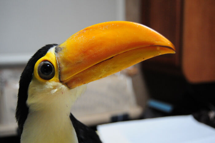 Close-up of a toucan's beak and eye showing bird pareidolia