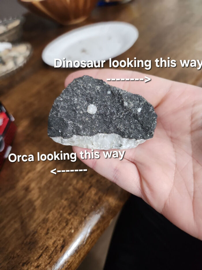 Rock with natural markings resembles both a dinosaur and orca face