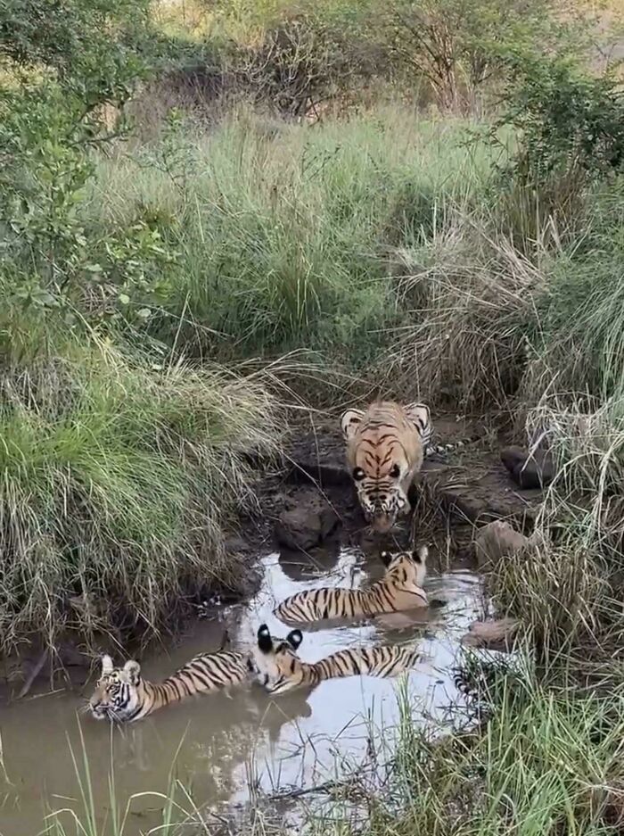 Tiger family bathing in a small pond shows natural animal grouping