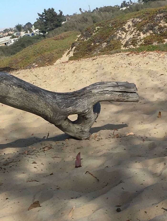 Piece of driftwood with hole and shape resembling a gun or animal figure pareidolia