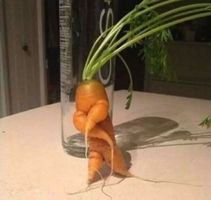 Carrot roots with a forked shape resembling a person hugging or dancing in pareidolia