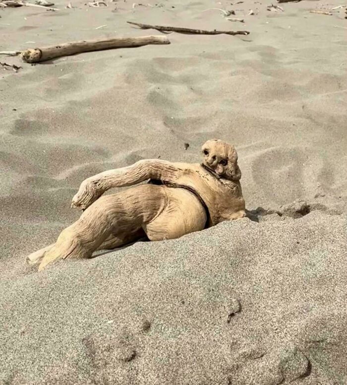 Driftwood on sand looks like a lounging dog with pareidolia